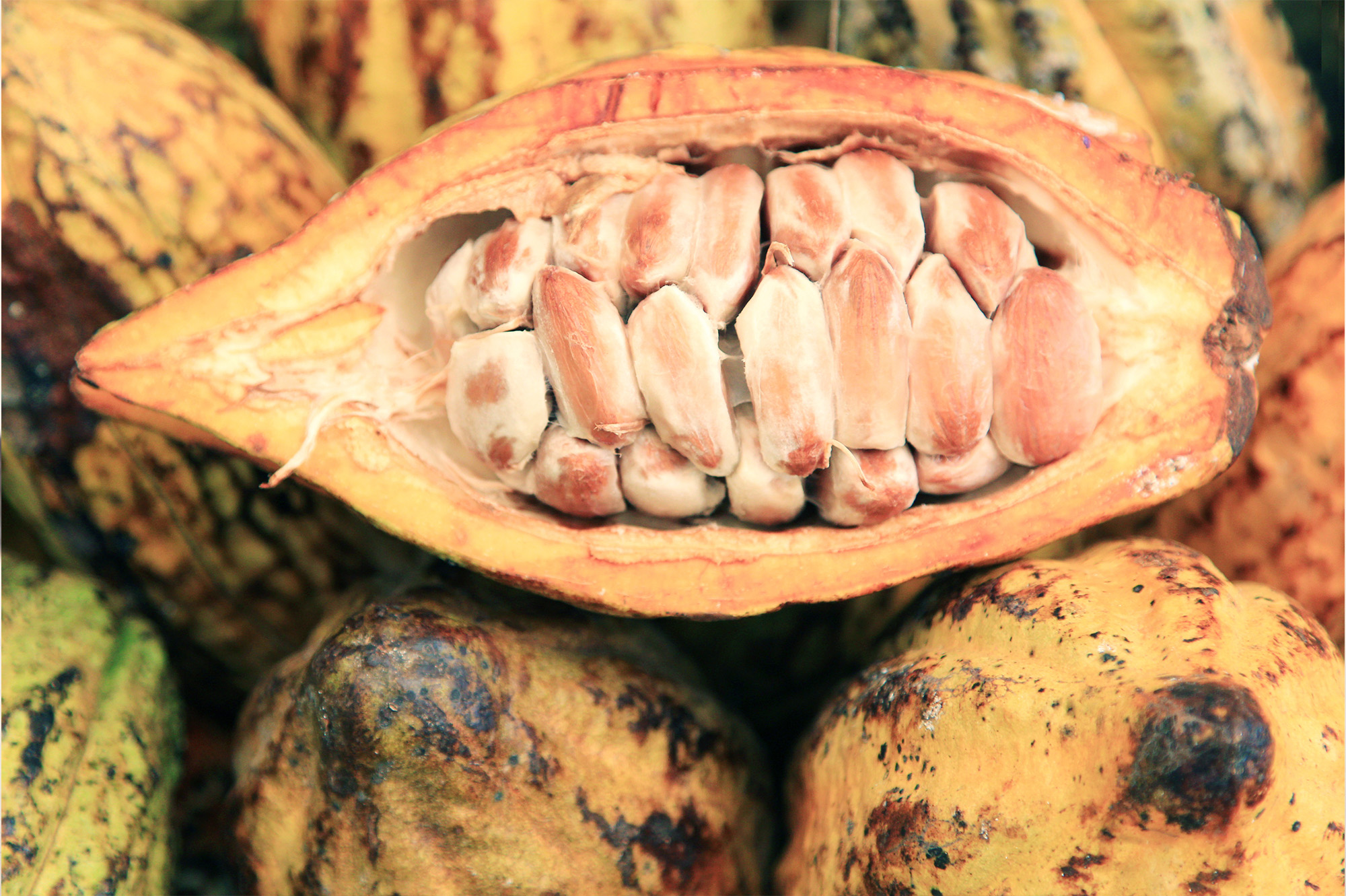 cocoa 1 cocoa 1