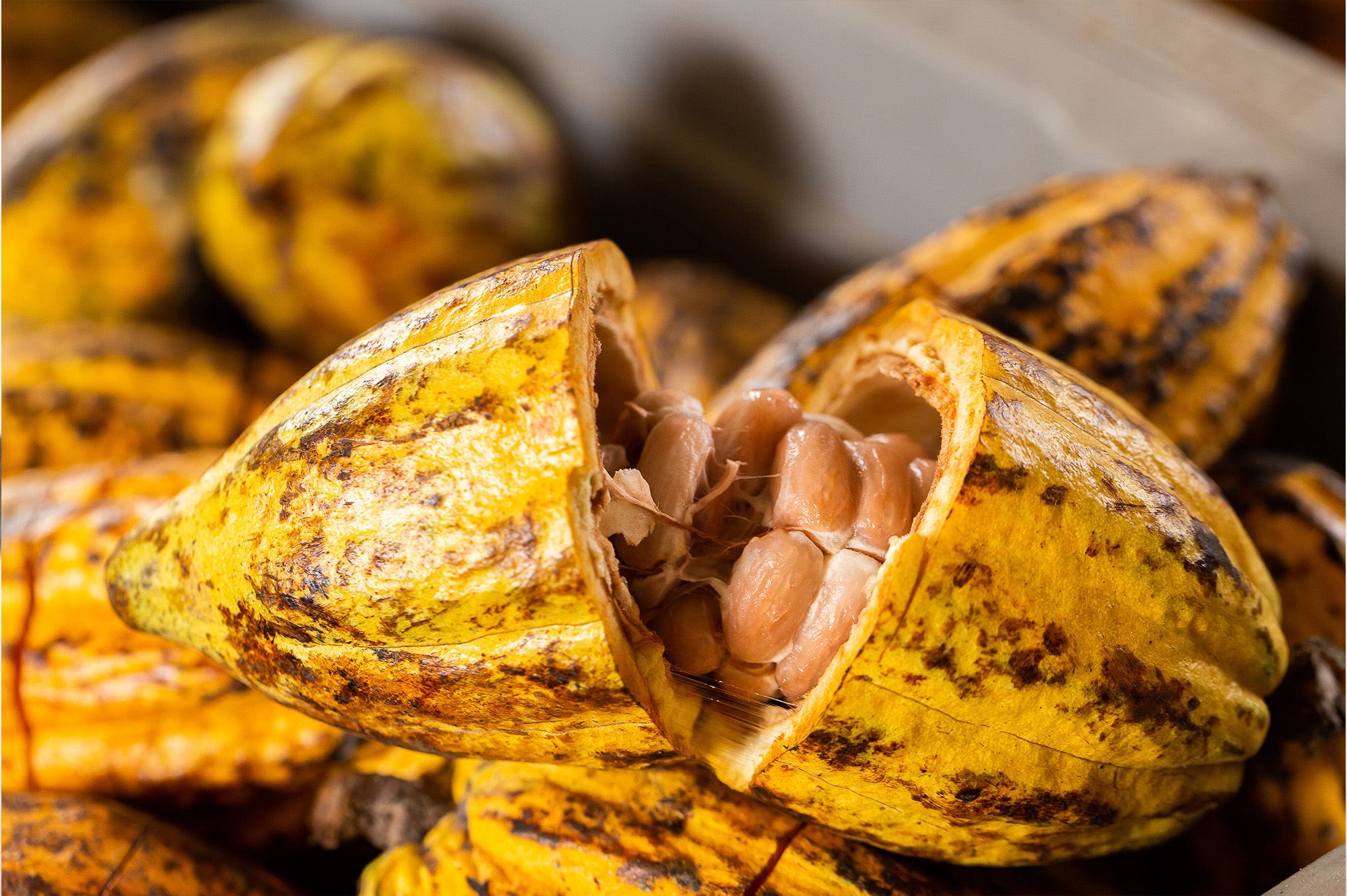 cocoa 2 cocoa 2