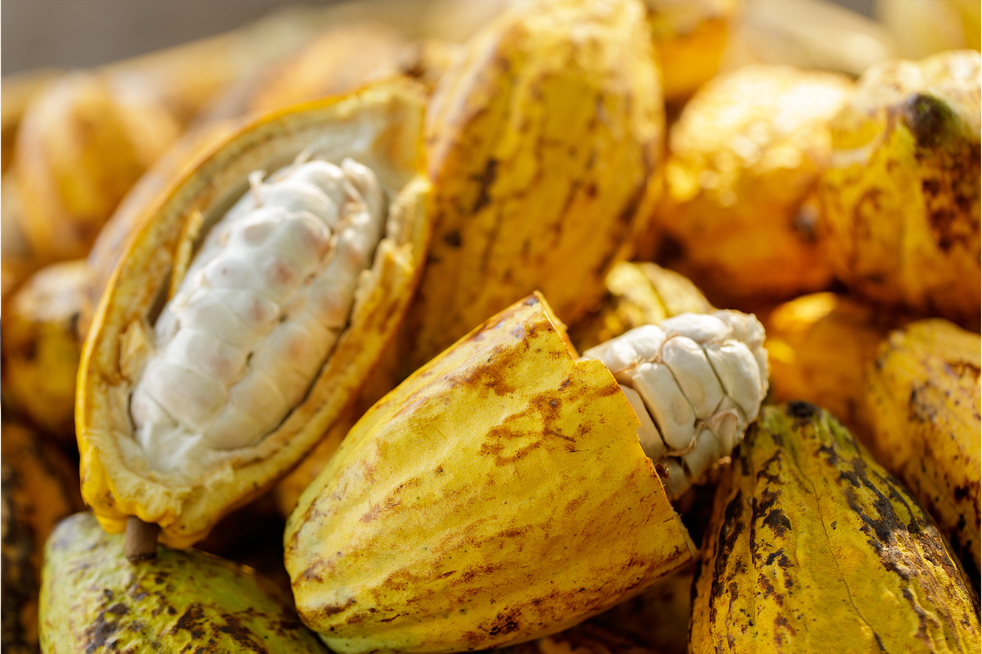 cocoa 3 cocoa 3